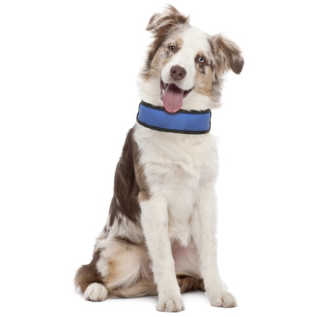 Cooling Adjustable Collar - To Freeze Before Usage  