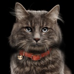 Cat Collar Berlioz - Cognac  Length:22-27cm Tot:30cm Width:1cm